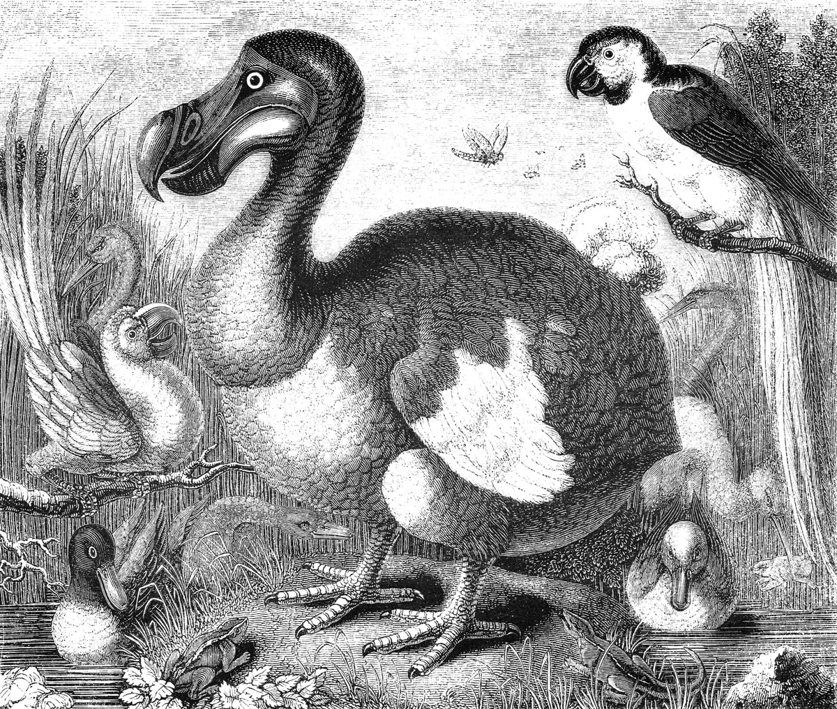An illustration of a dodo bird in black and white