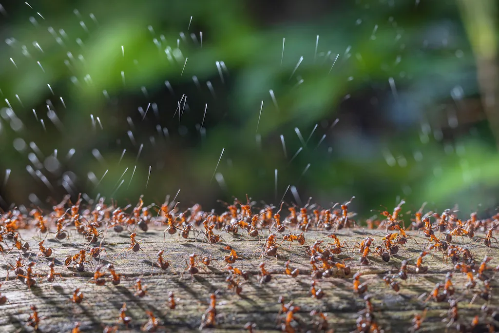 Wood Ants Firing Acid Secretion