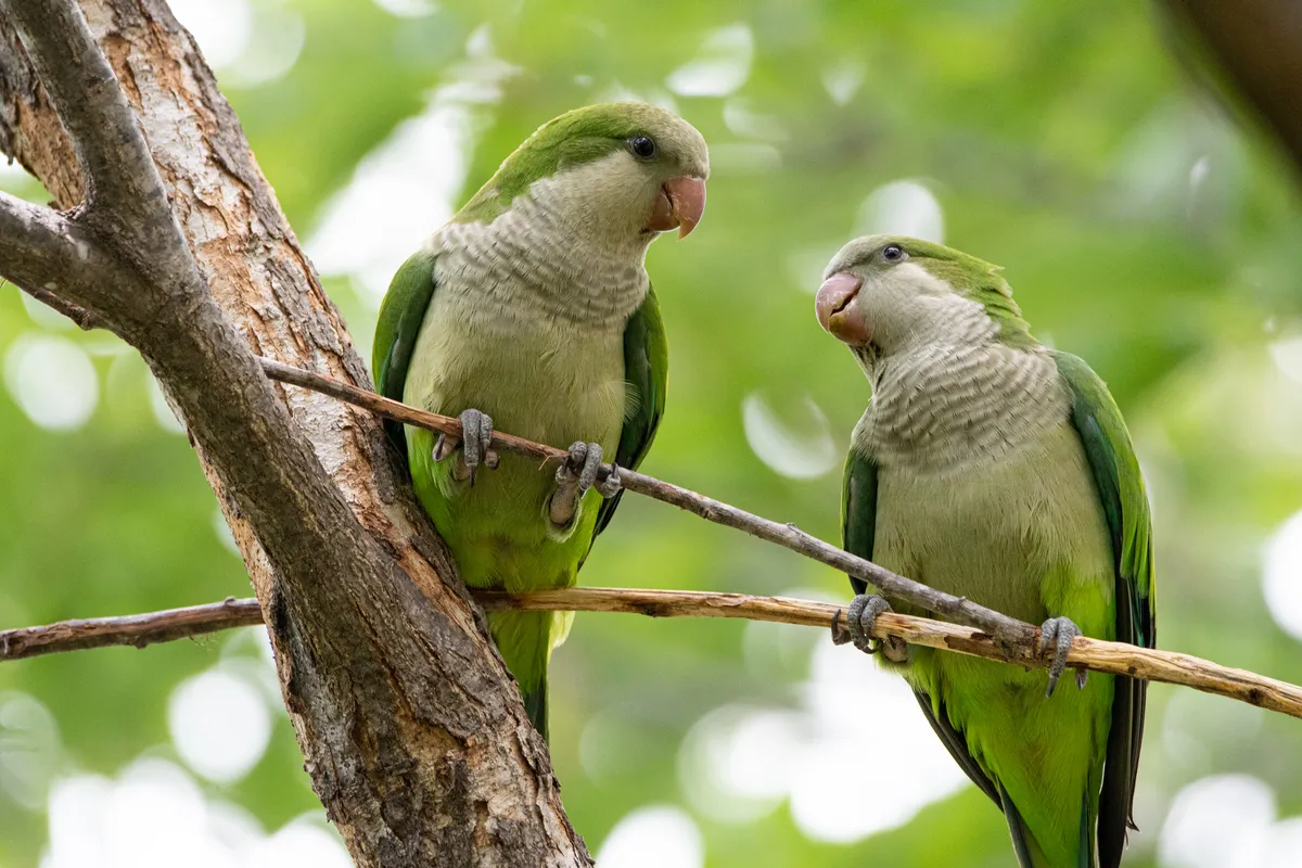 Pair of monk parakeets