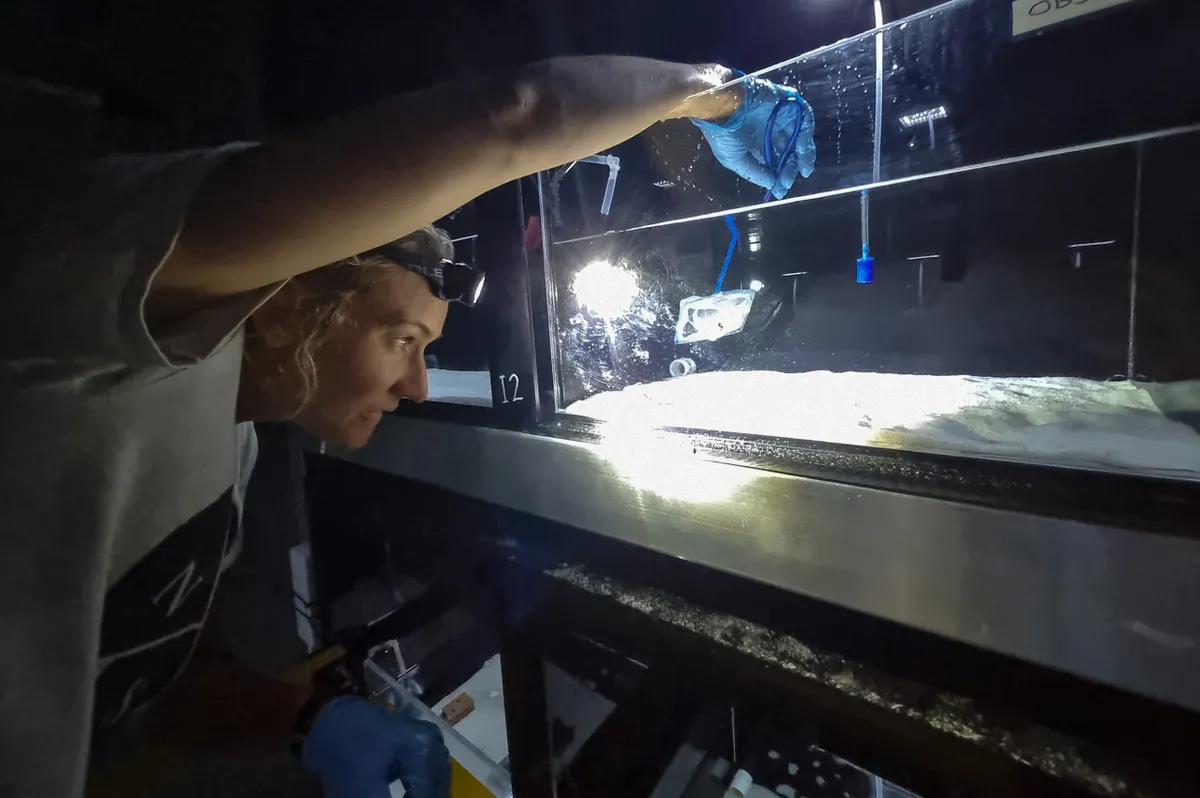 Ness Delpero placing handfish in tank
