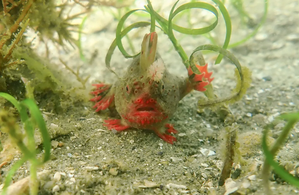 There’s a fish in Tasmania with hands instead of fins, and scientists ...