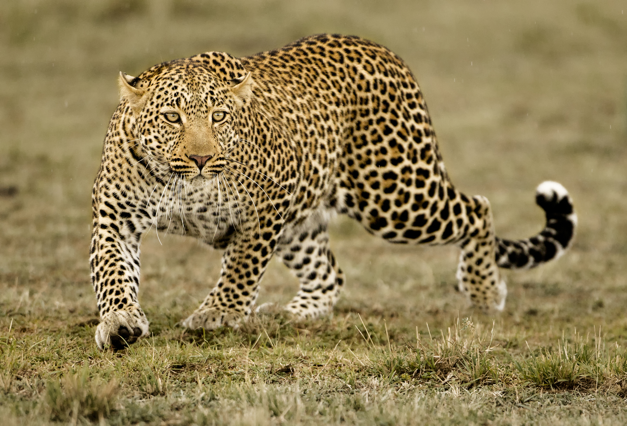 Leopard guide: where they live, what they eat - and why they don't