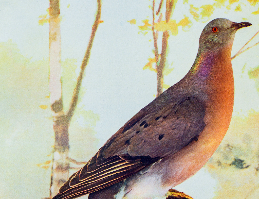 Passenger pigeon extinction: how this once common bird fell victim to human greed