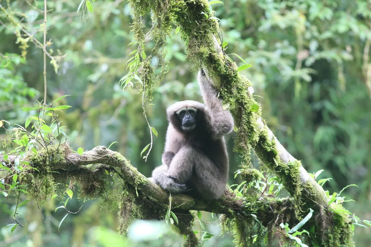 Adult female Skywalker gibbon in tree