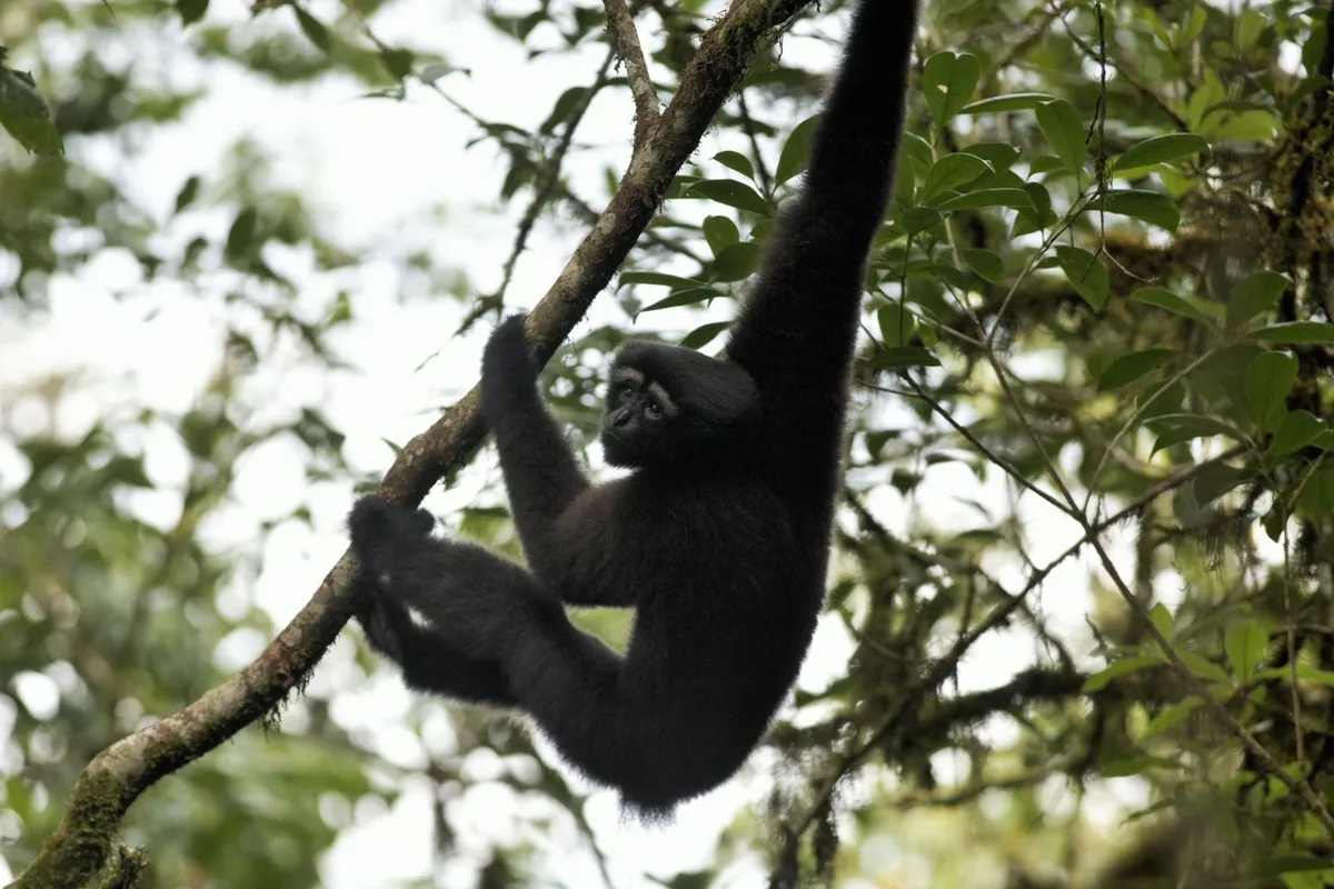 Adult male Skywalker gibbon