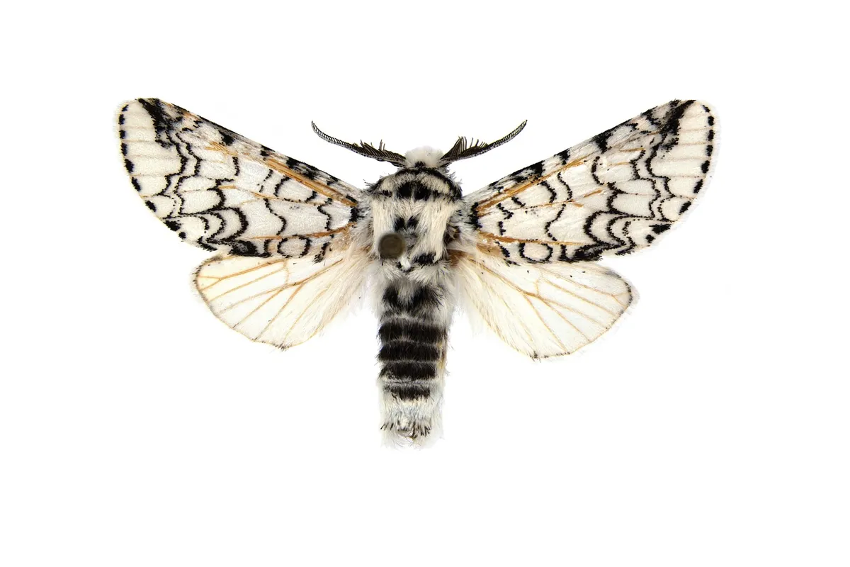 Americerura brasiliensis moth