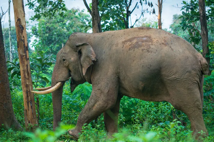 Asian elephant walking through dense forest