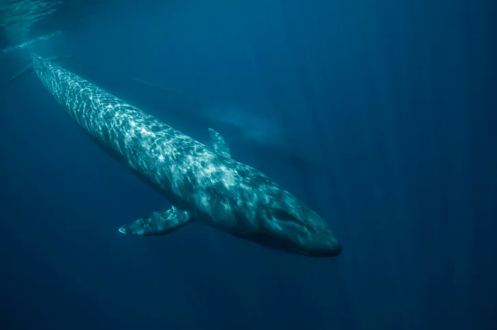 Two blue Whales swimming underwater