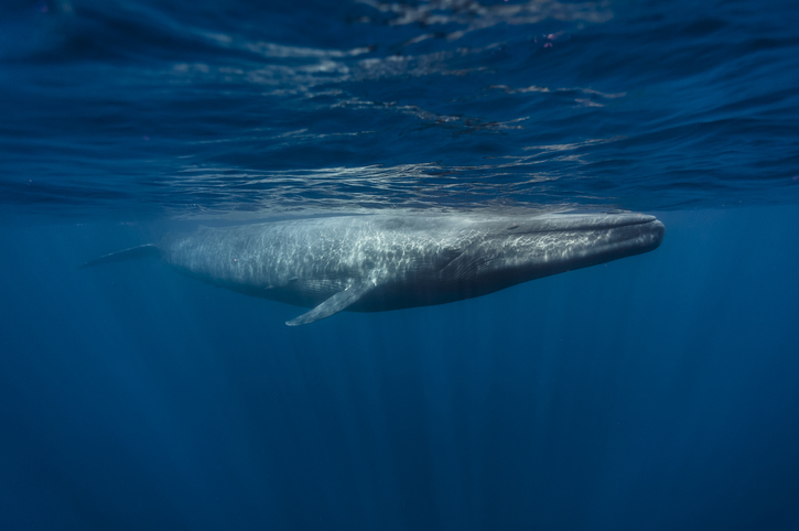 Blue and fin whales are breeding to create fertile hybrids, finds study