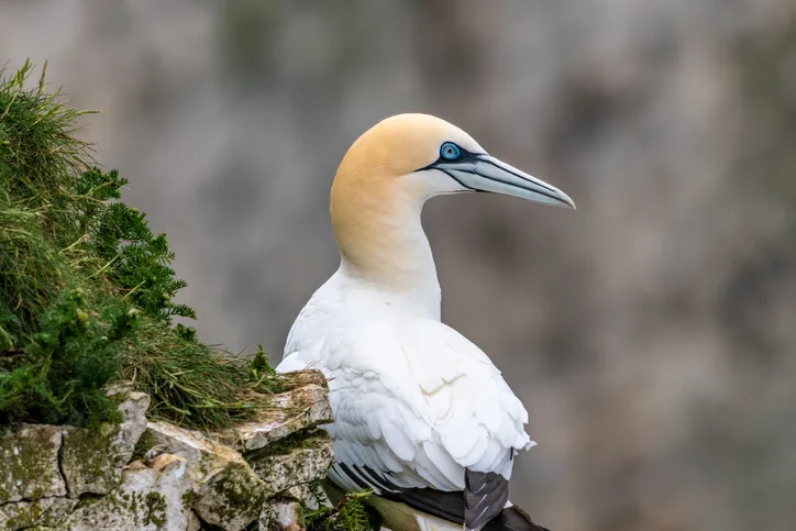 Close up of gannet perching outdoors