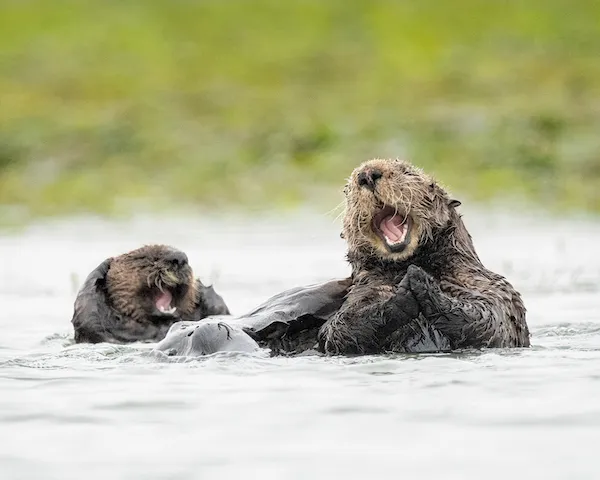 Sea otters laughing