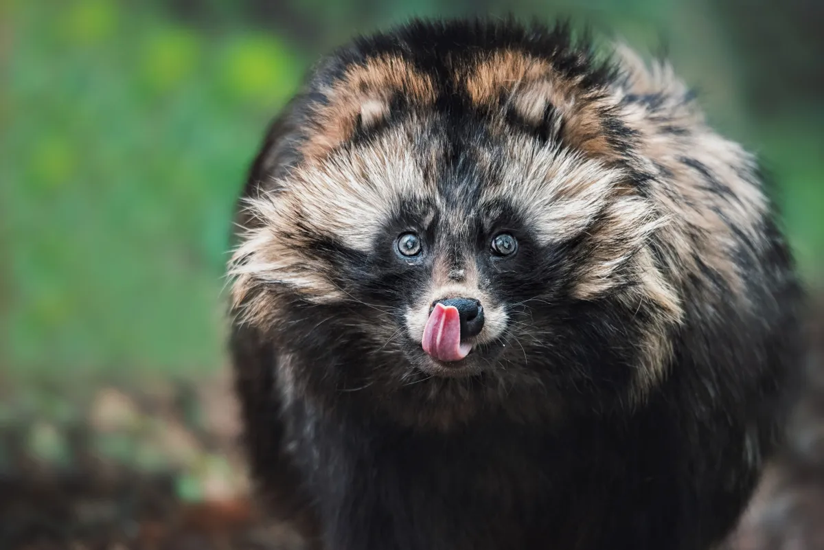 raccoon dog EU invasive species 