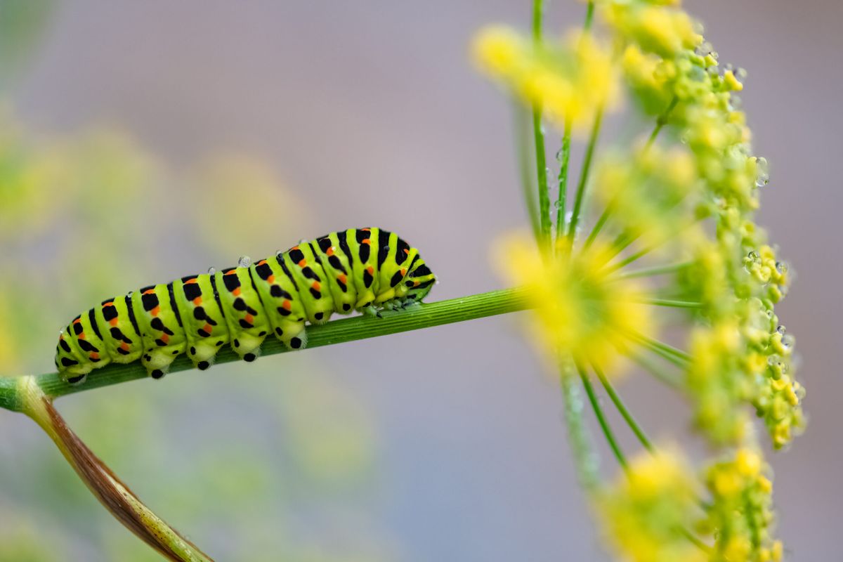 Caterpillars are insects but have more than six legs. Here’s why ...