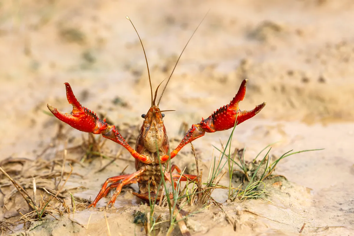 Red swamp crayfish EU invasive species 