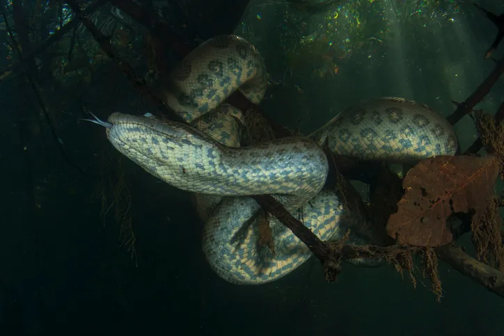 Green Anaconda supports itself on a submerged tree in the Pantanal