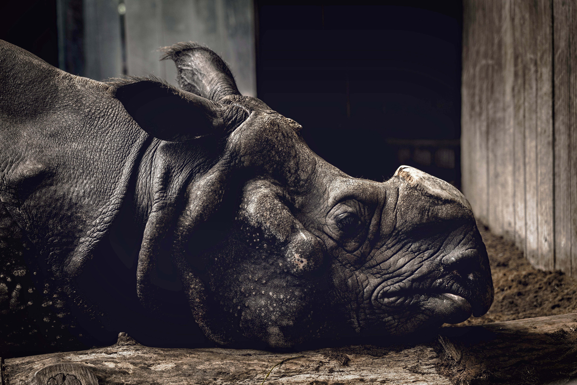 Powerful rhino portrait among Sony World Photography Awards finalists