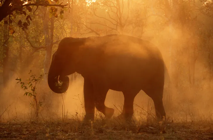 Indian Elephant dust bathing at sunset