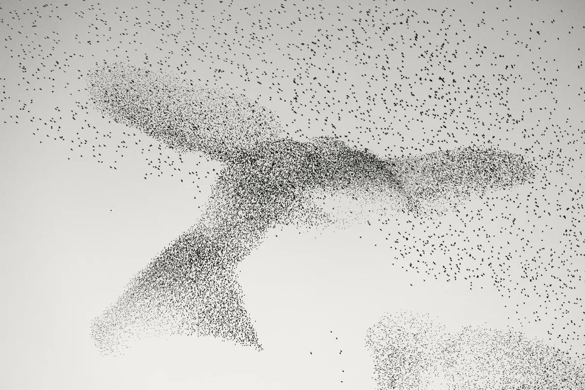 Starling Murmuration by Daniel Dencescu