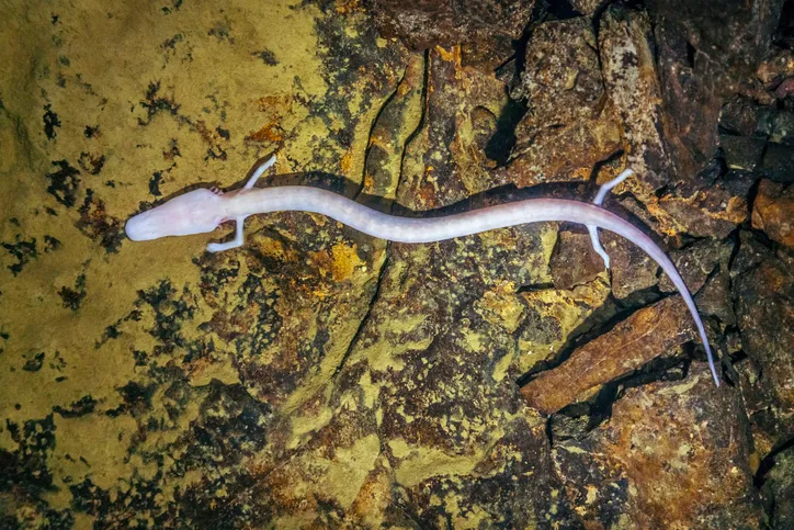 Olm in a cave