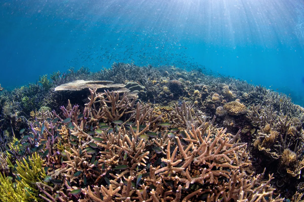 A healthy coral reef in Sulawesi Indonesia