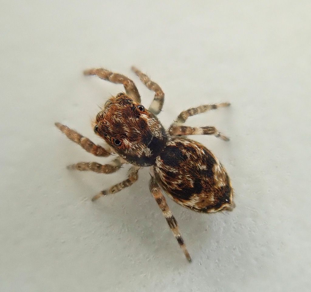 Jumping Spider Collection Salticidae The Jumping The Salticidae – Jumping Spiders