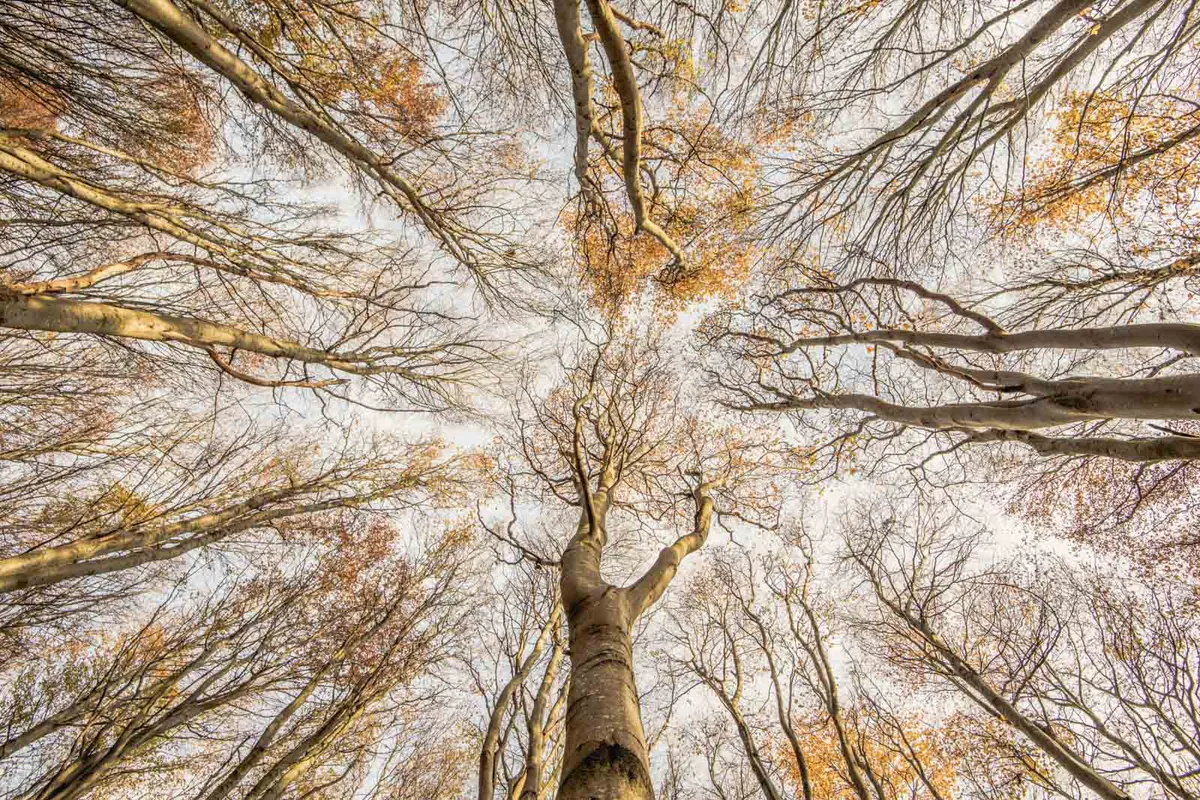 Beech for the Sky by Graham Niven British Wildlife Photographer of the Year 2024