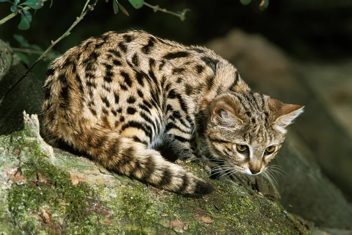 Black footed cat 
