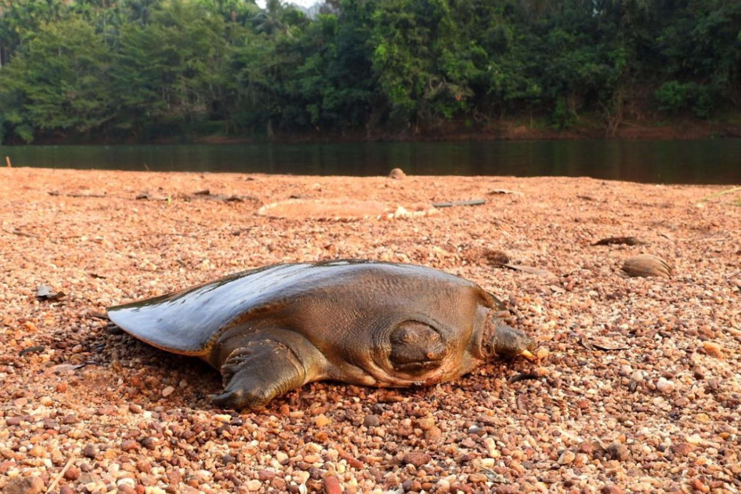 Incredibly rare giant turtle with a face like a frog found in India's tropics