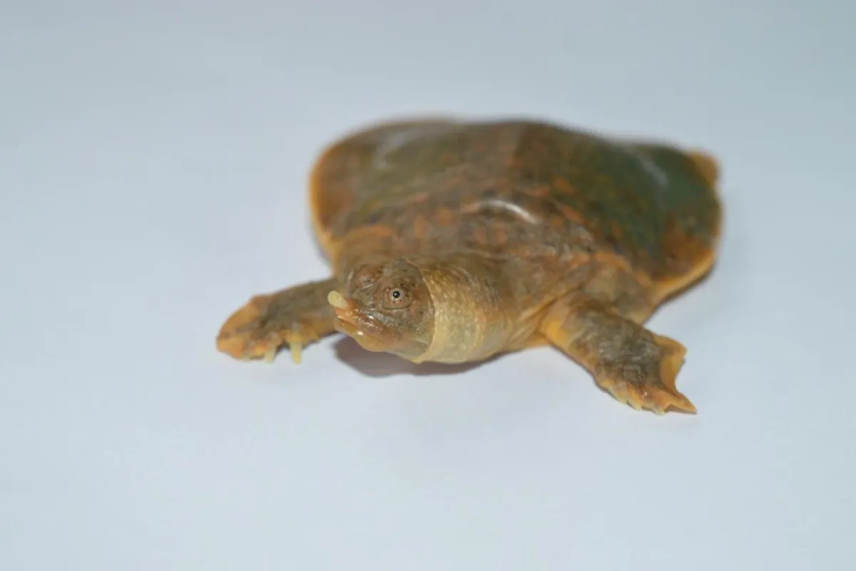 Cantors giant softshell turtle hatchling