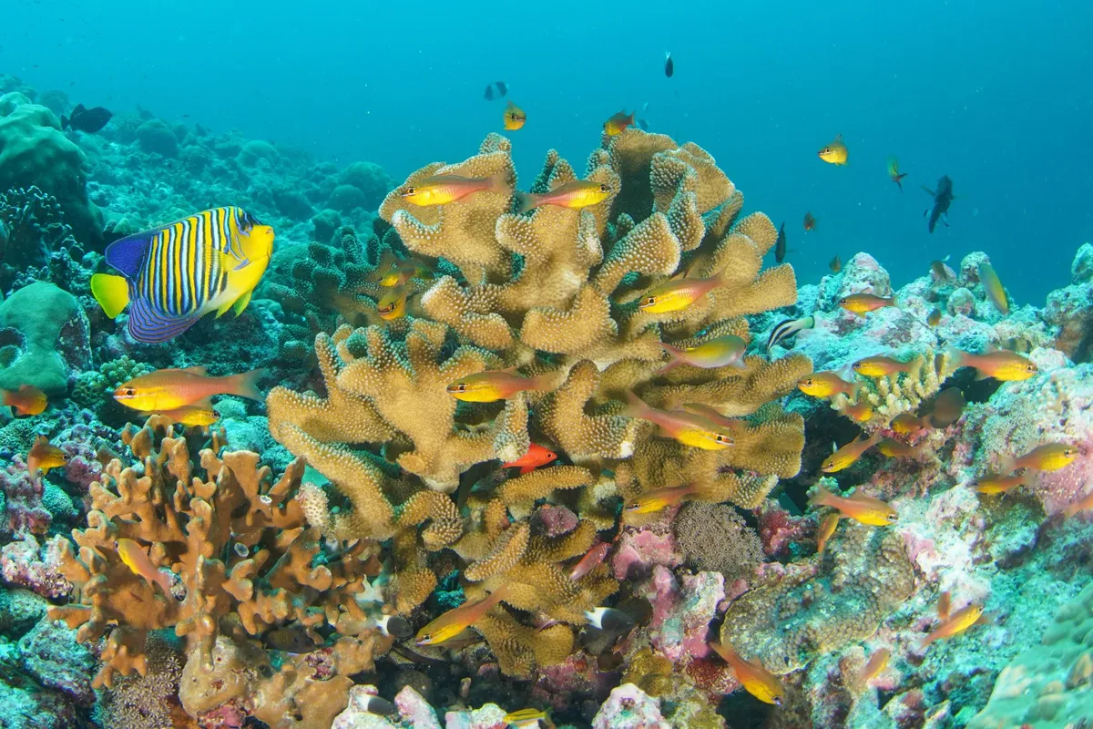 A coral reef in Seychelles