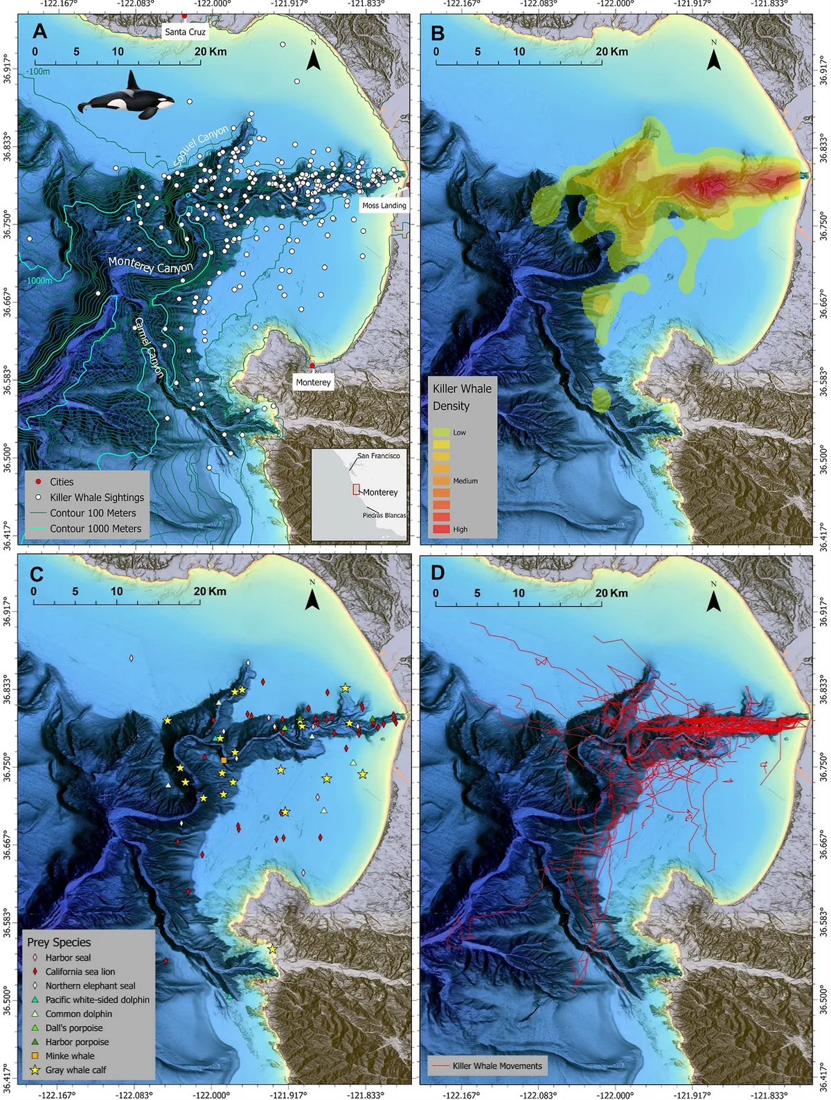 Geographic locations of recorded observations of transient killer whales in Monterey Bay in California