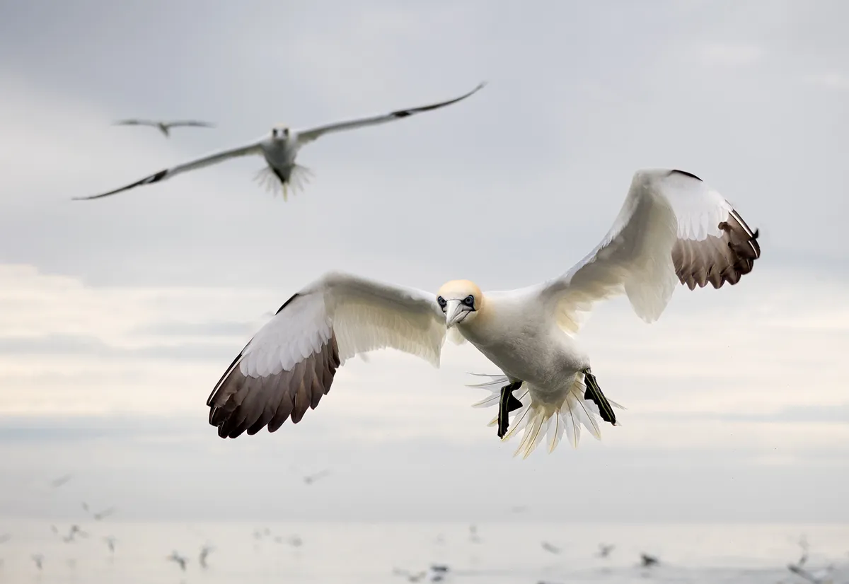 Incoming Gannets by Linda Ariss Web