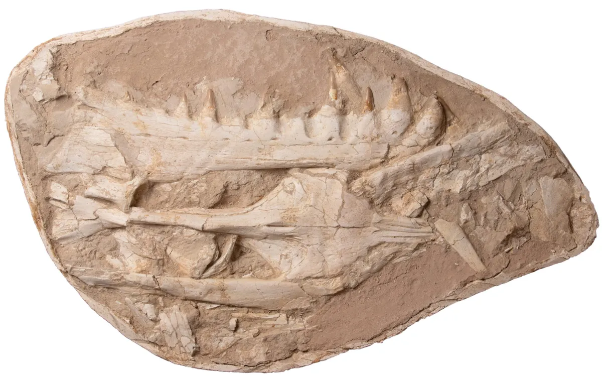 Khinjaria acuta fossil
