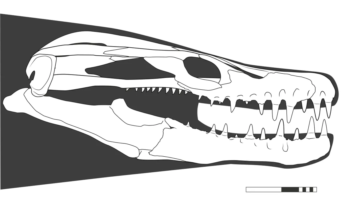 Khinjaria skull reconstruction 