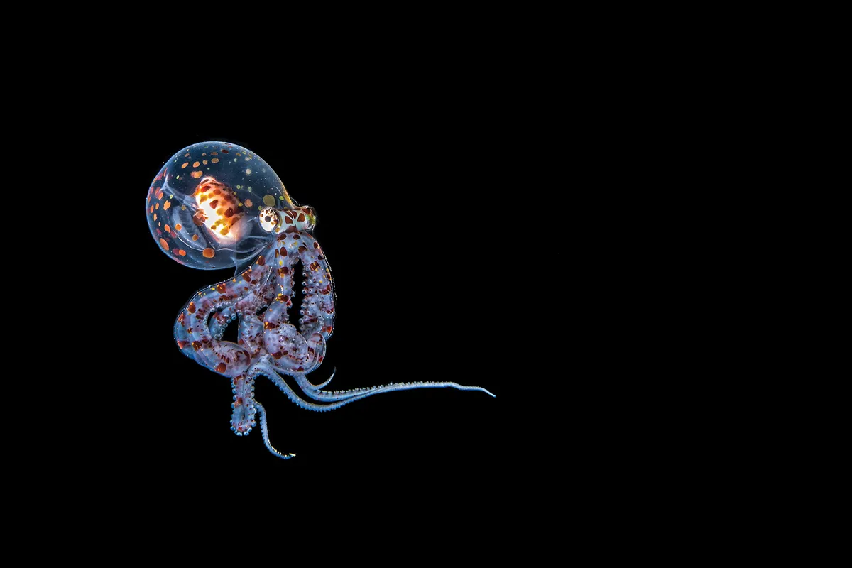 Larval Octopus