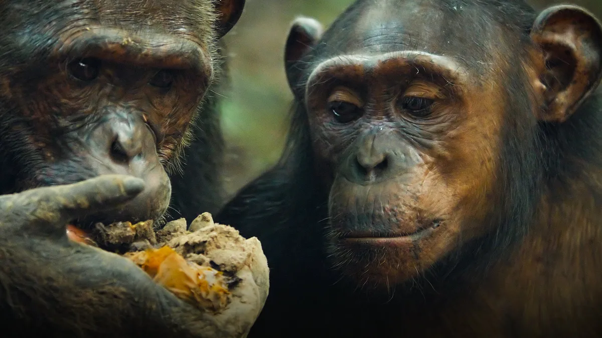 Chimps on Mammals