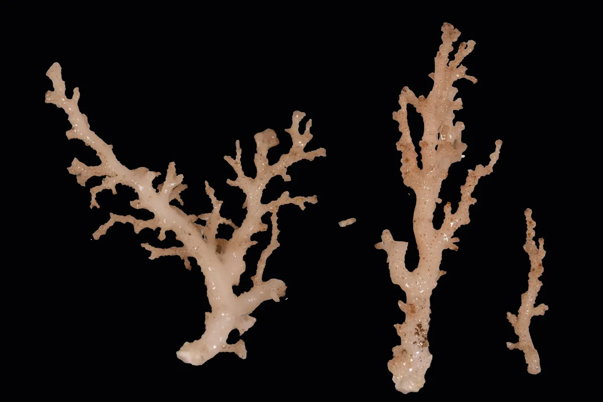 Potential new lace coral species