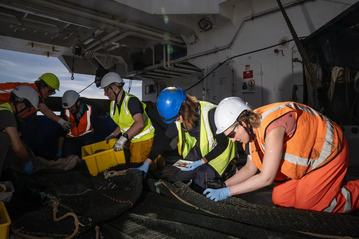 Ocean Census scientists sift specimens