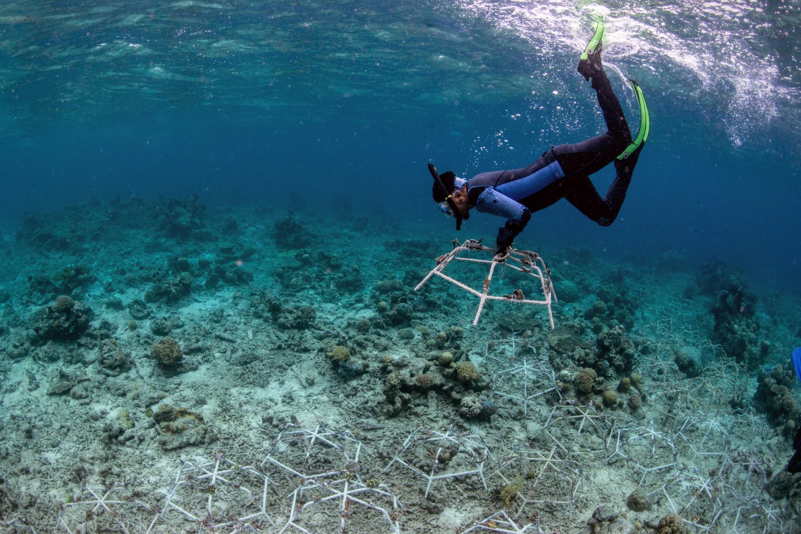 “The speed of recovery we saw is incredible”. Scientists have developed an amazing new technique to restore coral reefs