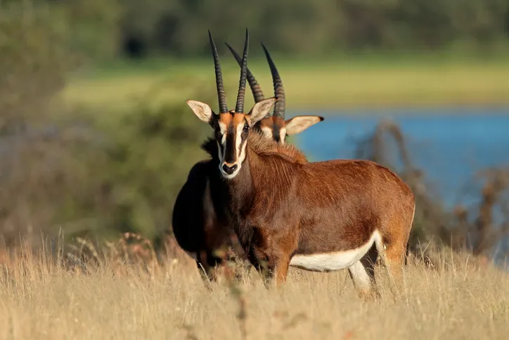 Endangered sable antelopes