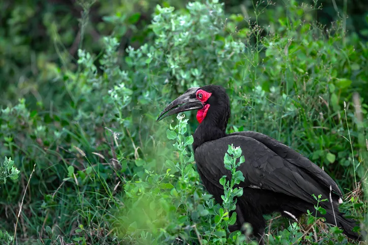 Southern ground hornbill in the grasses in the morning