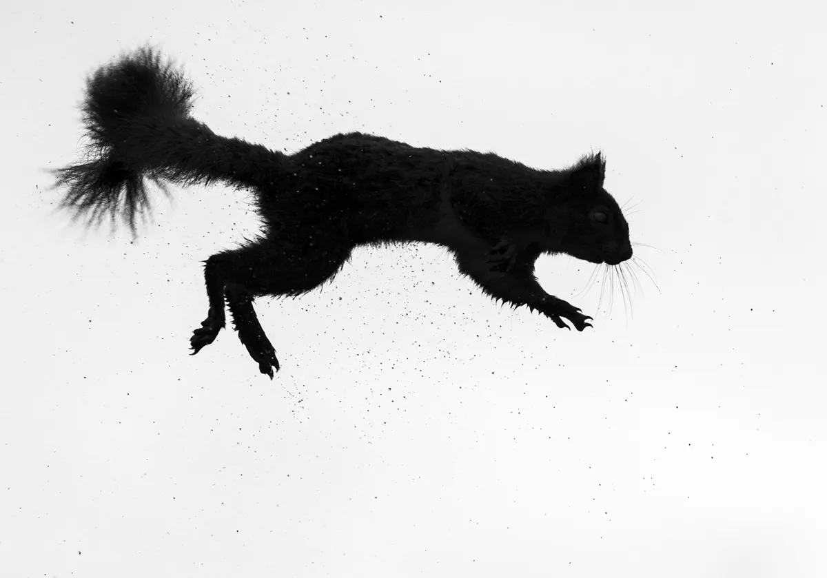 Squirrel Silhouette by Rosamund Macfarlane British Wildlife Photographer of the Year 2024