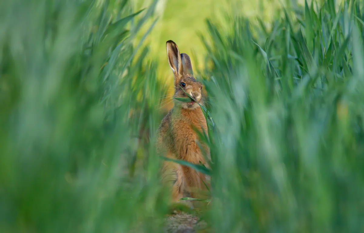 The Crop Thief by Steven Allcock British Wildlife Photographer of the Year 2024