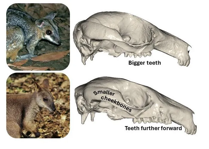 The skull of a pygmy rock-wallaby