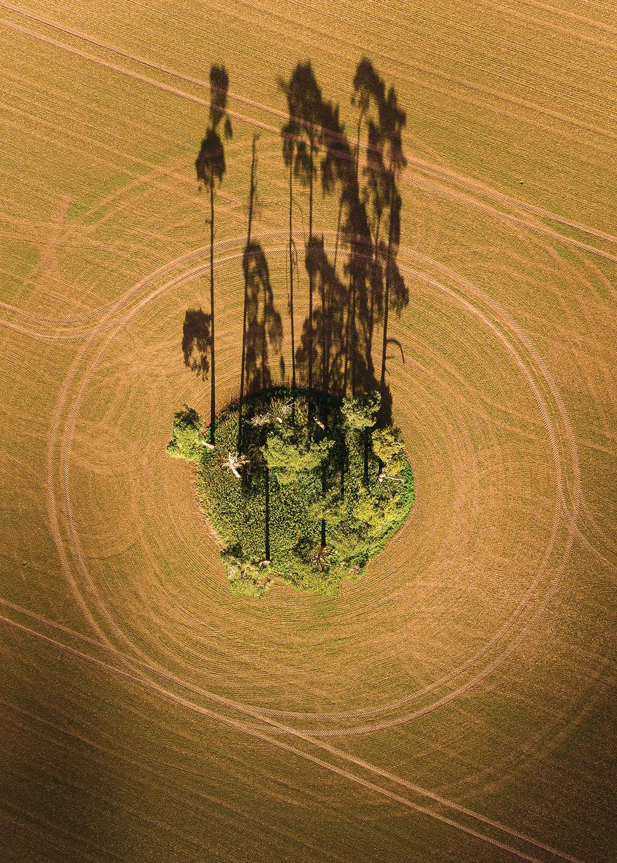 Tree Silhouettes by Felix Belloin