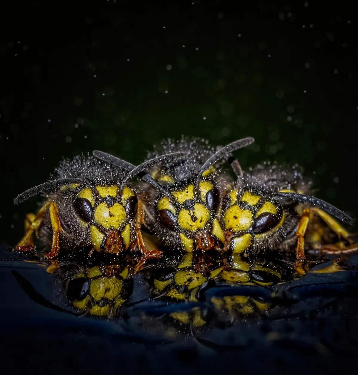 Wasp Trio Drinking by Ian mears