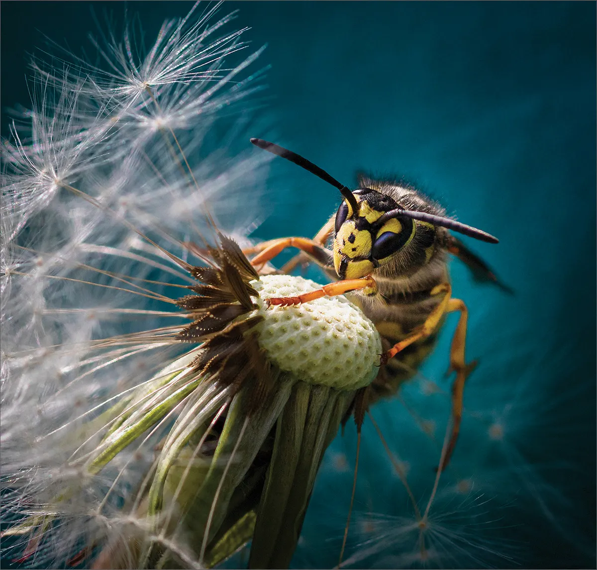 Wasp on Dandelion by Carol Visser