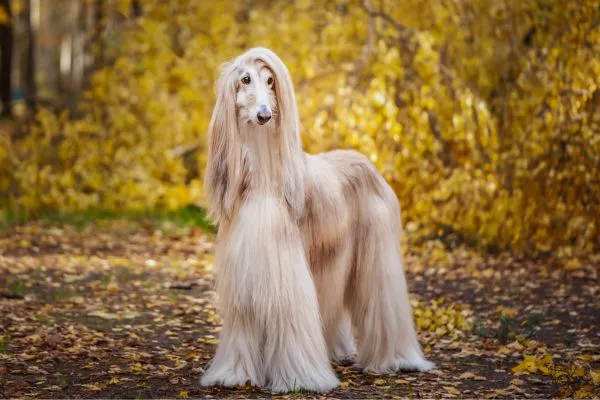 afghan dog fur hair 