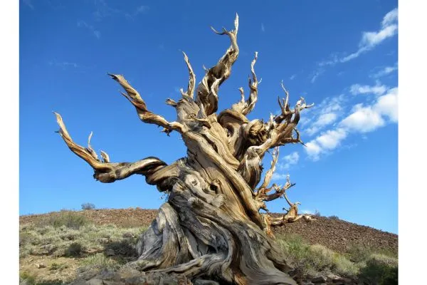 world's oldest tree methuselah bristlecone pine