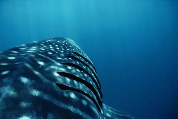 fish gills on a whale shark